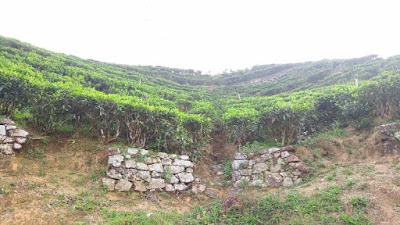 Photos of Mount Airy Tea Garden