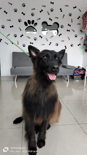 El Dogtor