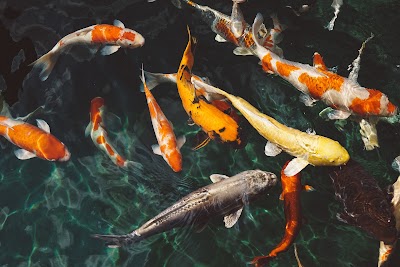 Photos of Koi Karpfen K&ouml;storf
