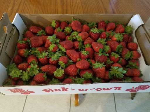 Backyard Berries - Visual