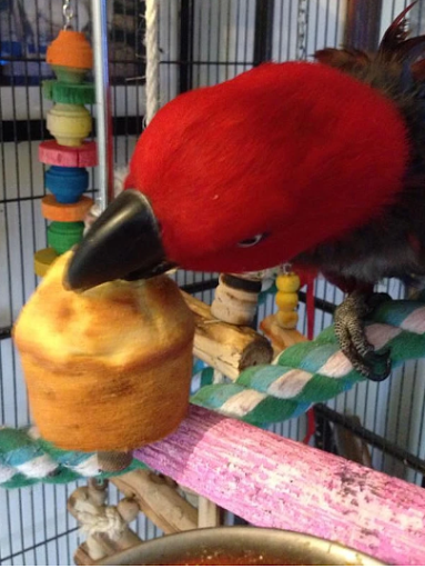 Bird Supplies - Visual