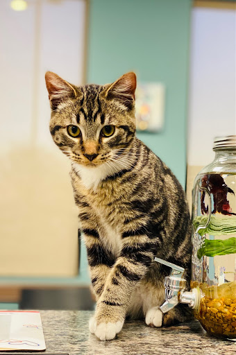 Windsor Animal Hospital - Thumbnail