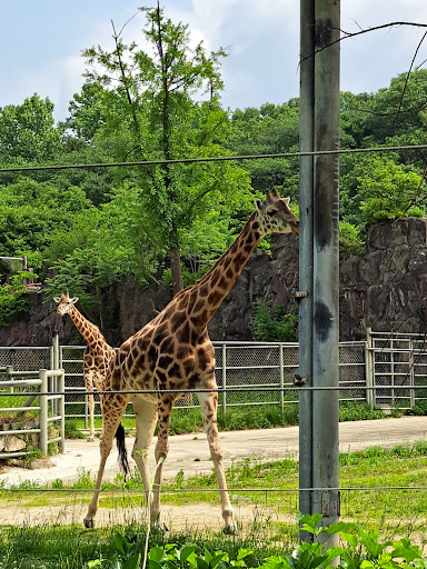Seoul Zoo - Thumbnail