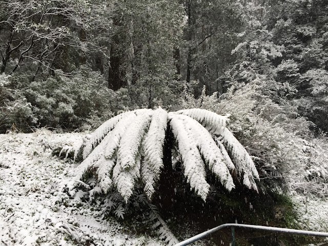 Mount Donna Buang