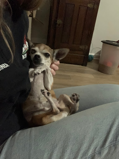 Top Choice Dog Training LLC - Thumbnail