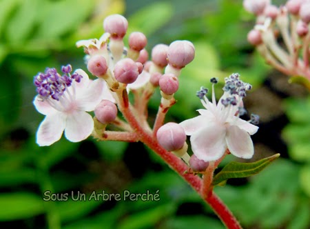 Pépinière Sous Un Arbre Perché