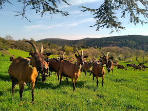Photo n°31 de Ferdier François à Carlencas-et-Levas (Producteur de bétail)