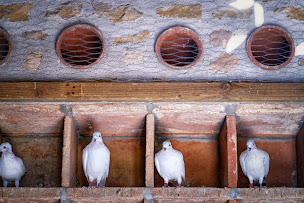 Photo n°6 de Les Pigeons du Mont Royal - Élevage de Pigeons de Chair - Ferme Auberge à Lombers (Bar à tapas)