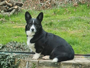 Photo n°11 de Elevage De La Cour Des Iles à Pierrefitte-en-Auge (Éleveur de chiens)
