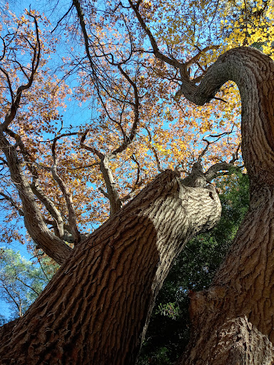 Negutaquet Conservation Area - Thumbnail