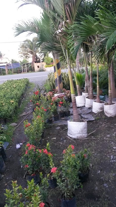 Photos of TESALIA CBC PLANTA MILAGRO