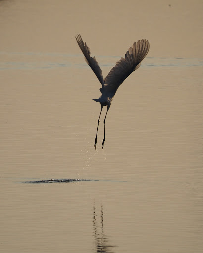 Vogelschutzgebiet - Visual