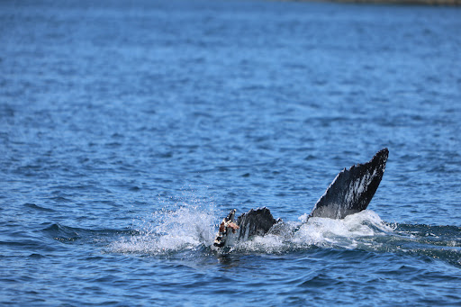 Prince of Whales - Whale & Marine Wildlife Adventures Telegraph Cove - Thumbnail