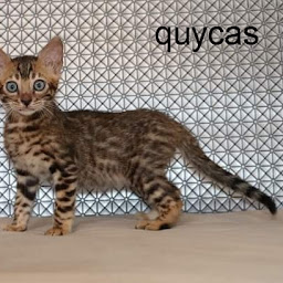 Photo n°10 de Duval Virginie à Larchamp (Éleveur)