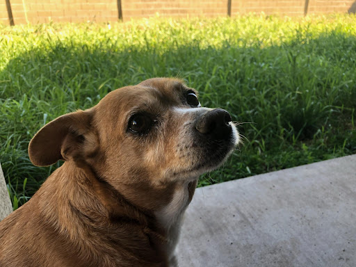 Bell Ridge Animal Hospital & Grooming - Thumbnail