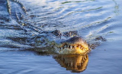 NOLA Airboat