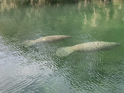 Blue spring state park