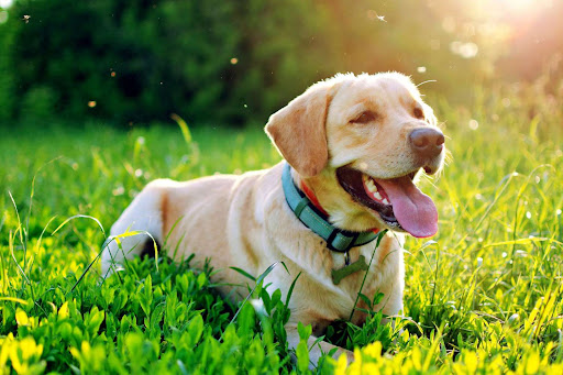 Woodglen pet cremation & Funeral Home - Thumbnail