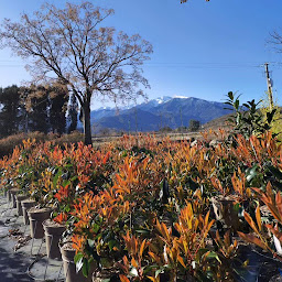 Photo n°21 de Pépinière Du Conflent à Vinça (Jardinerie)