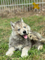 Photo n°5 de Élevage canin des gardiens du palais à Montégut-Bourjac (Éleveur de chiens)