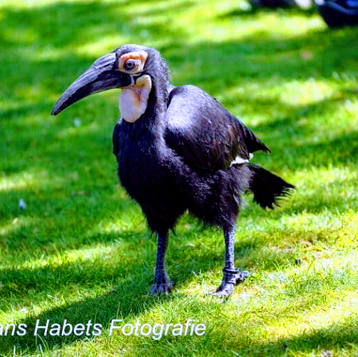 Roofvogelsenuilen - Thumbnail