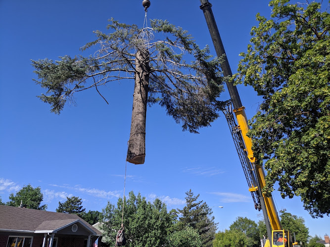 Grove Tree Care