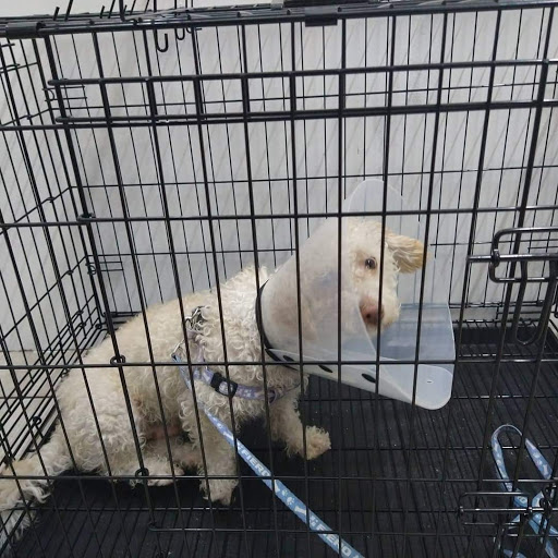 Veterinaria La Mascota