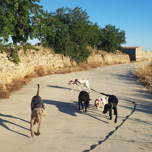 Hotel para perros PasseigxBarcelona
