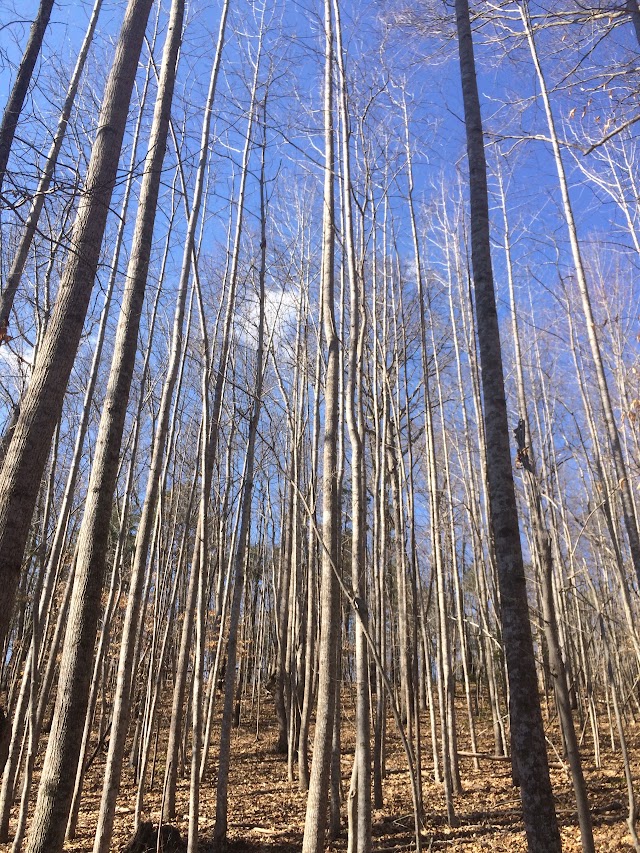 Walnut Creek Park