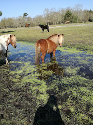 Photo n°1 de Centre équestre Domaine d'Oulès à Audenge (Centre équestre)