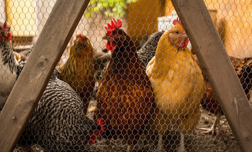 Moonwater Farm 544 W Raymond St, Compton, CA 90220