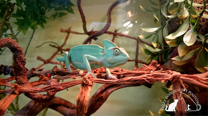 Pet Store Piast, Author: Sklep Zoologiczny Piastów - Katowice, osiedle Witosa