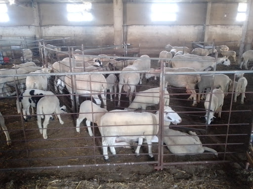 Teótimo Cerezo de Grado