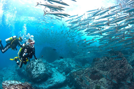 Diving Specials GmbH - Tauchreisen - Scuba Diving - Dive Travel - München Hildegardstraße 11, 80539 München, Deutschland