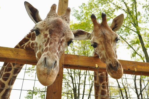 Living Treasures "Wild" Animal Park - United States