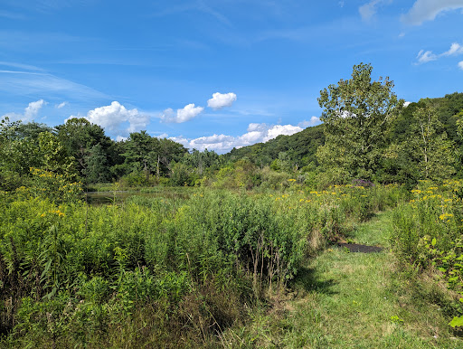 Wingfield Pines - Thumbnail