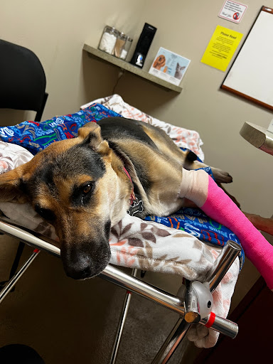 Tulare-Kings Veterinary Emergency Services Gallery - United States