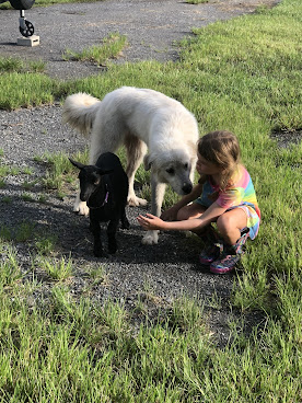 Old Florida Homestead by null