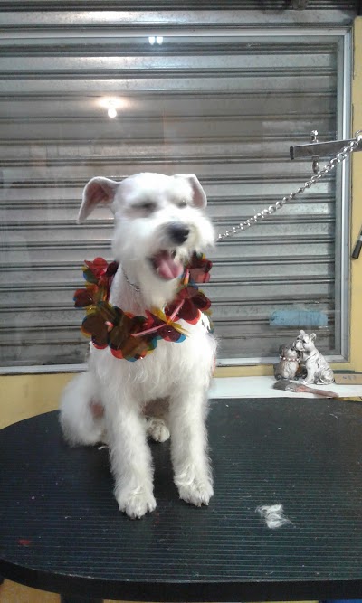 photo of Dog Grooming Quito Vetgoglio