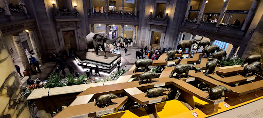 Smithsonian National Museum of Natural History Store - Thumbnail