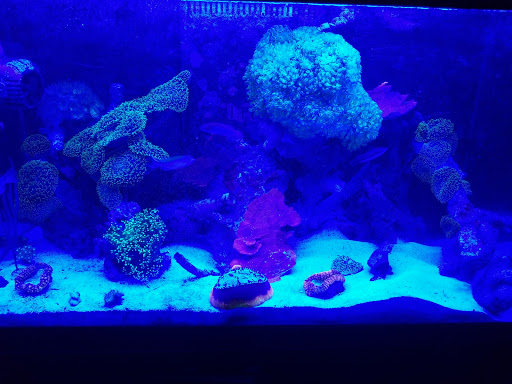 Exotic Reef Designs - Thumbnail