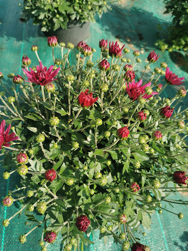 Le vintage potager