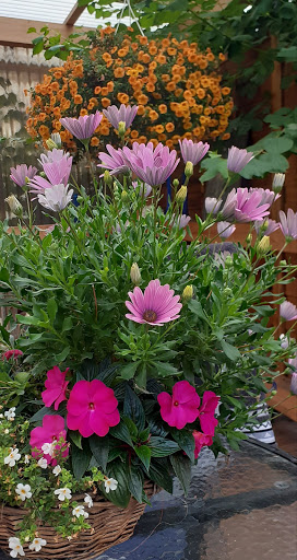 Blumen-Siebrecht - Visual