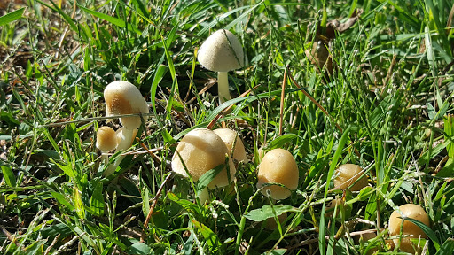 Cambridge Country Park - Thumbnail