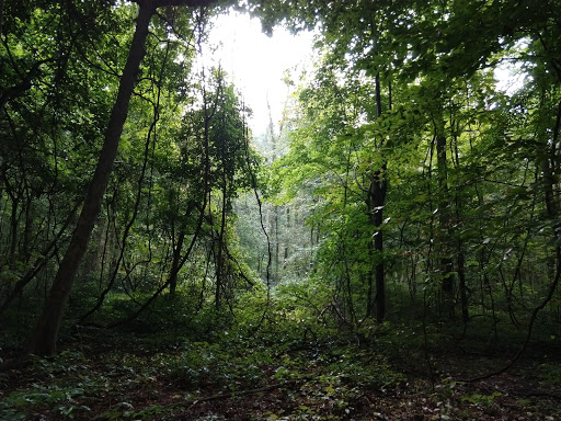 Jacob Schramm Nature Preserve - Thumbnail