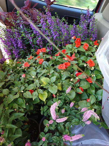 Altman Plants Troup TX. - Thumbnail