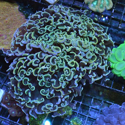 High Tide Coral