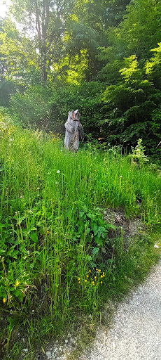 Bären/Der sagenhafte-Bergwald - Thumbnail