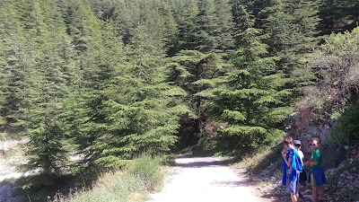 Photos of Al-Shouf Cedar Reserve