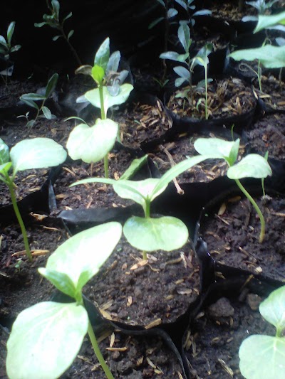 Photos of Wahyu Alam Herbal